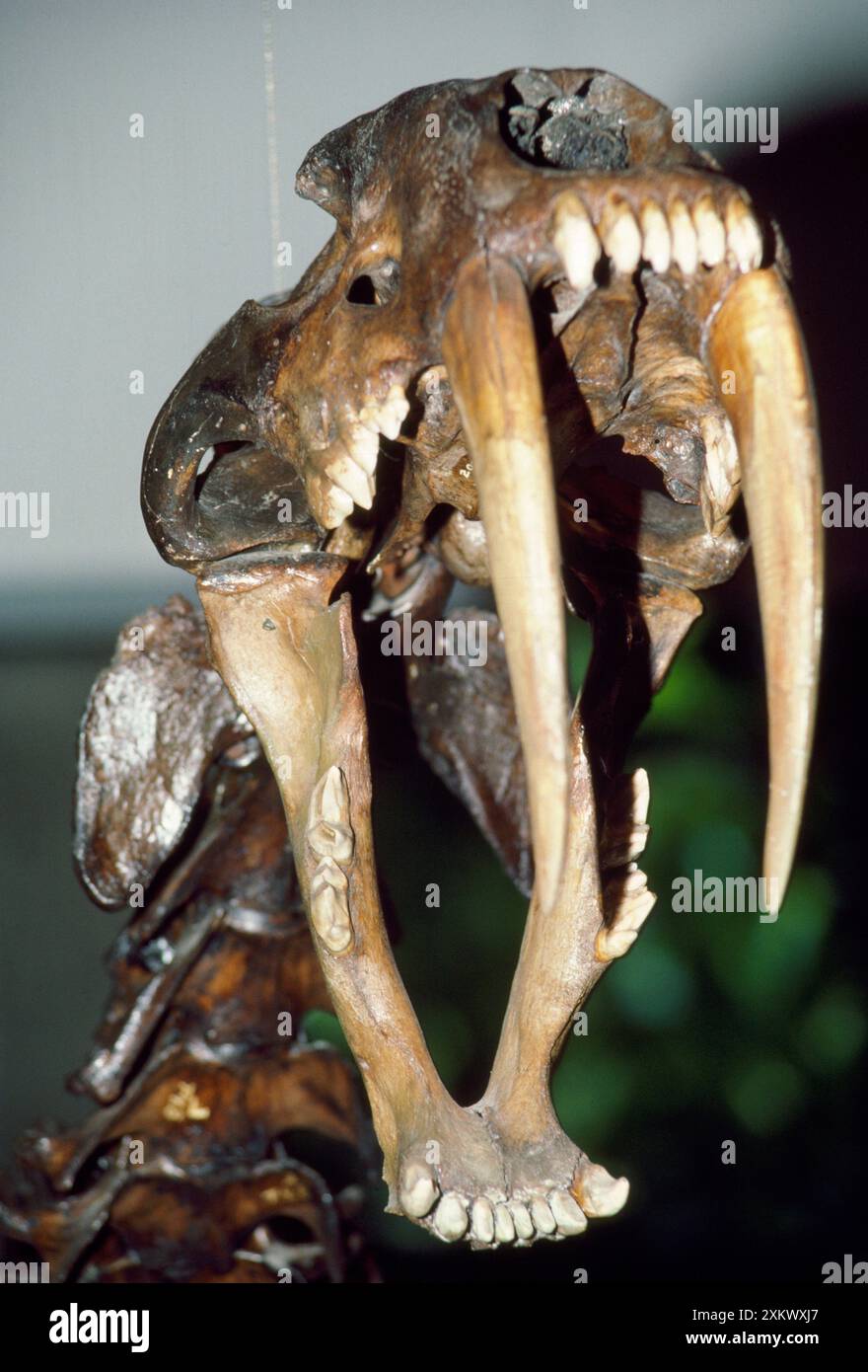 Smilodon Fossil Skull / Sabre-tooth Cat - présentation Banque D'Images