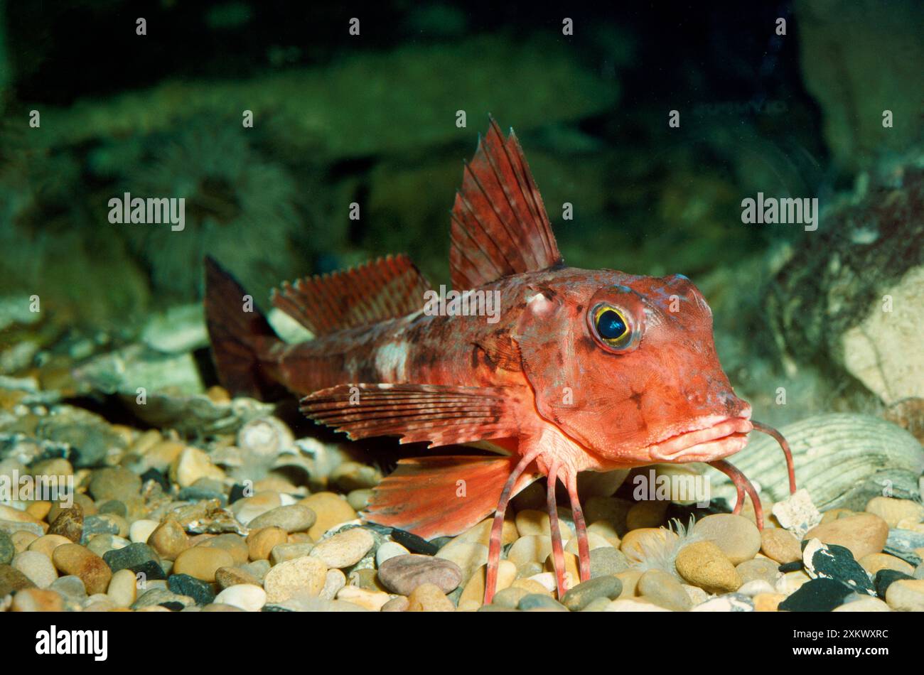 Gurnard fish Banque de photographies et d’images à haute résolution - Alamy