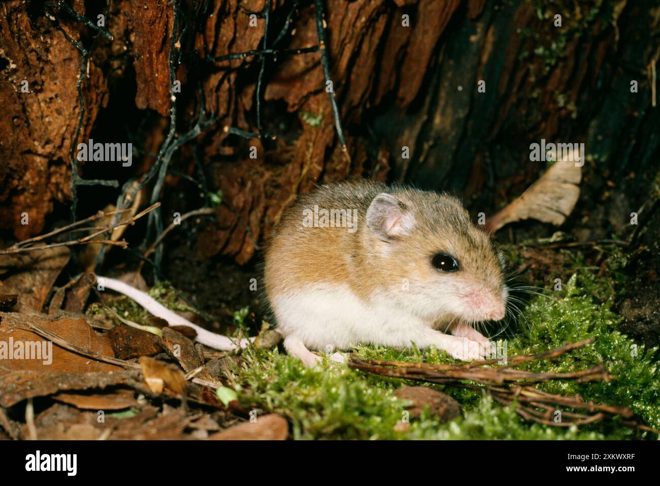 SOURIS cerf à pieds blancs Banque D'Images