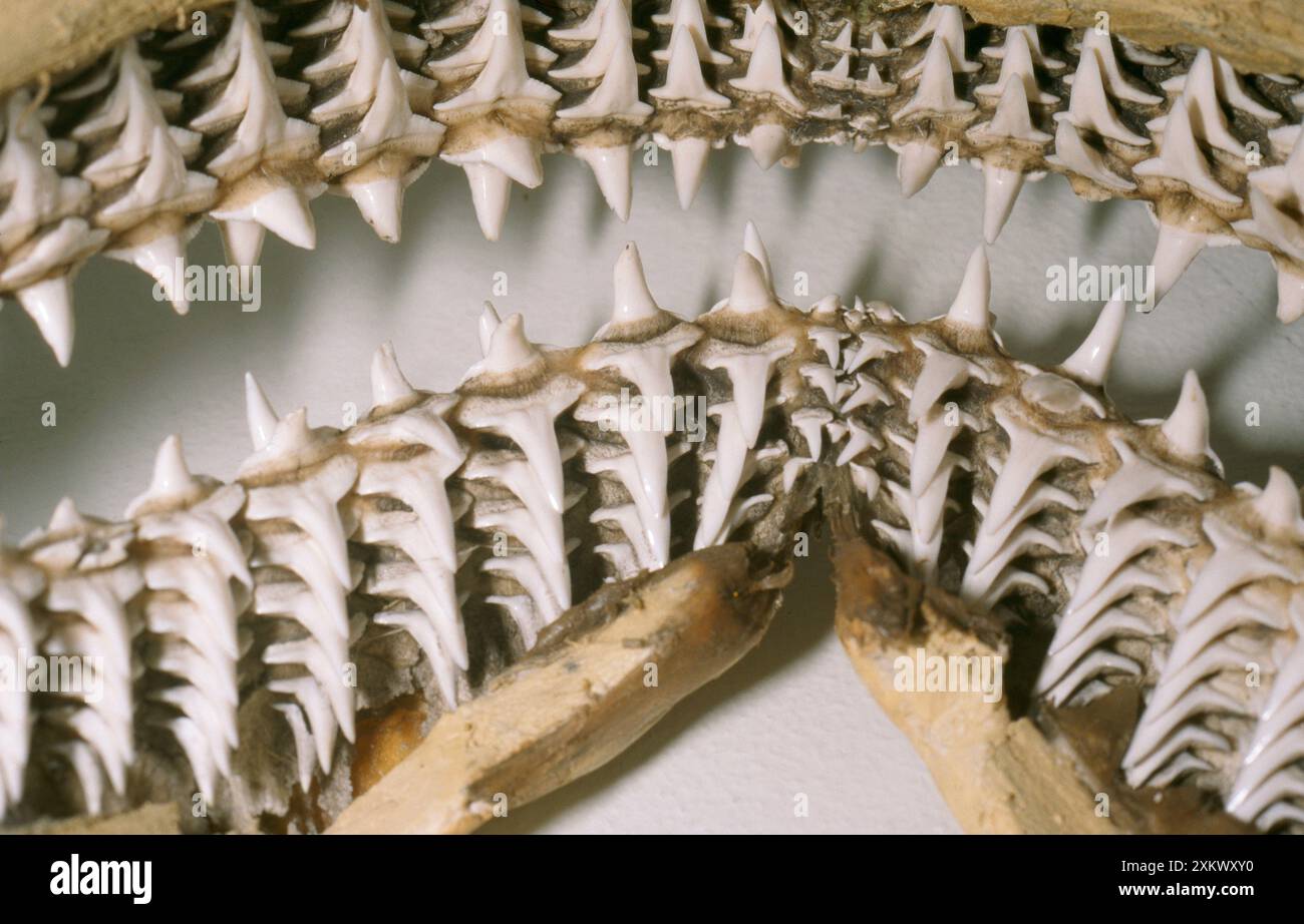 Dents et mâchoires de requin Banque D'Images