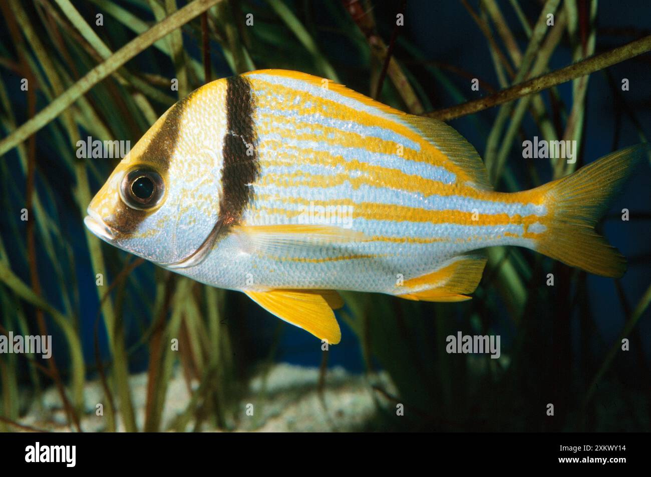 Poisson gruau de porc Banque D'Images