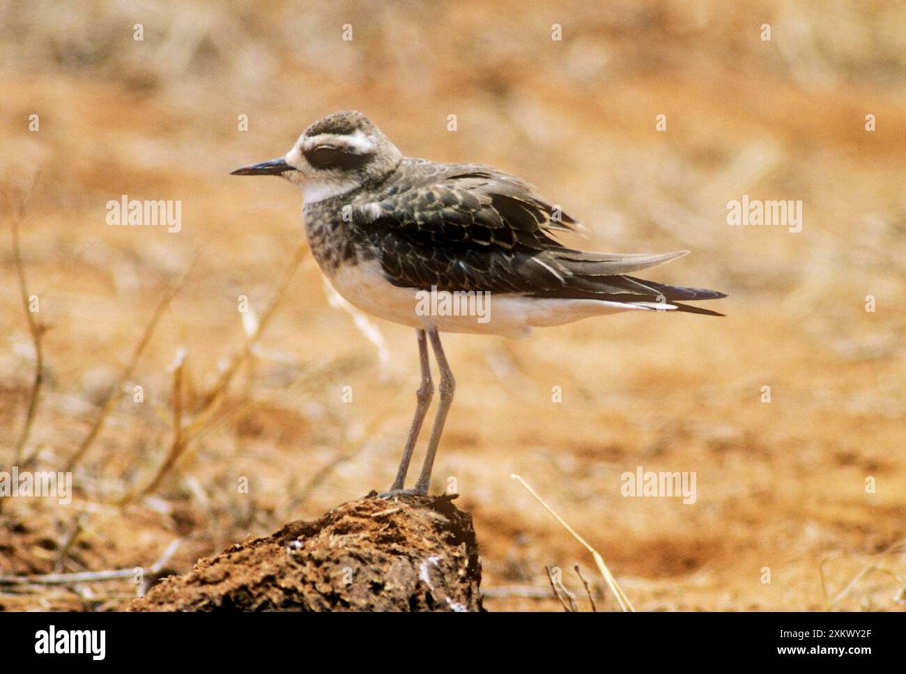 PLUVIER DE LA CASPIENNE - JUVÉNILE Banque D'Images