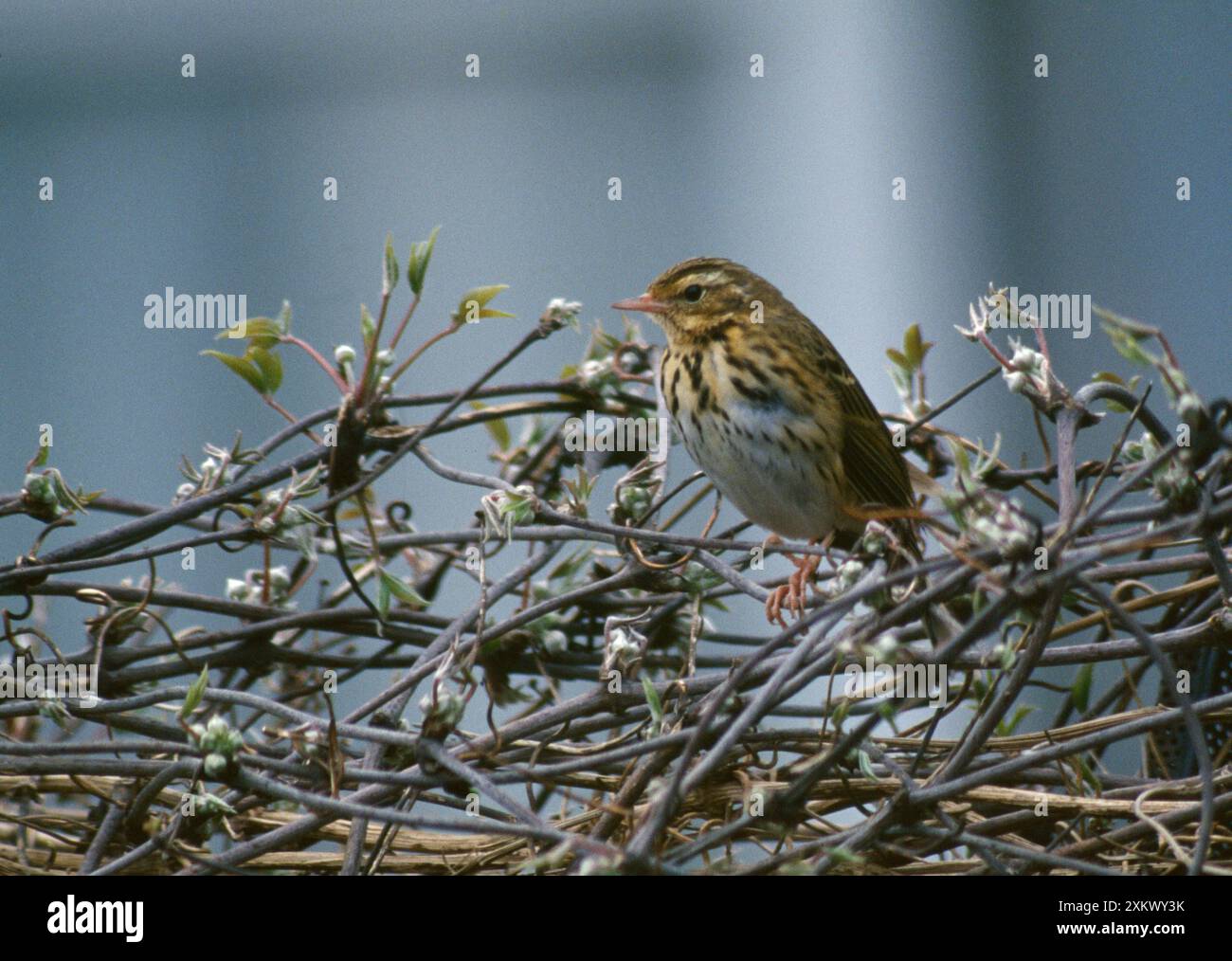 Pipit arbre indien / à dos olive Banque D'Images