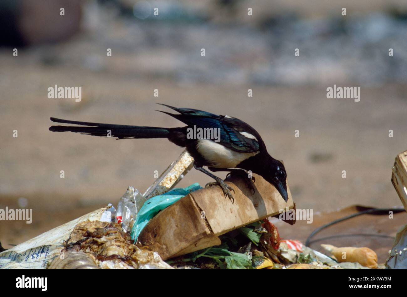 MAGPIE - sur la pointe de poubelle Banque D'Images