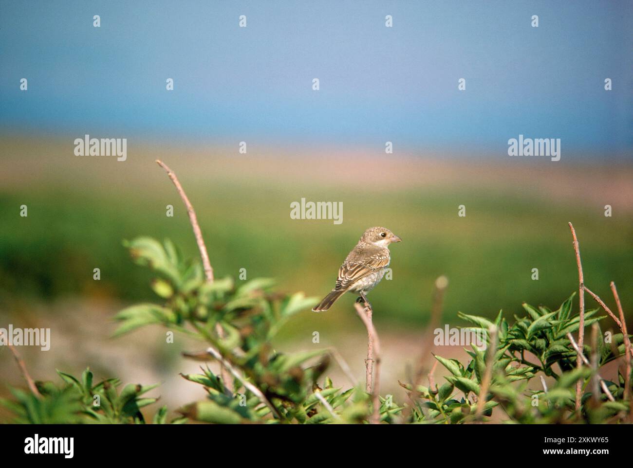 Woodchat Shrike - juvénile Banque D'Images