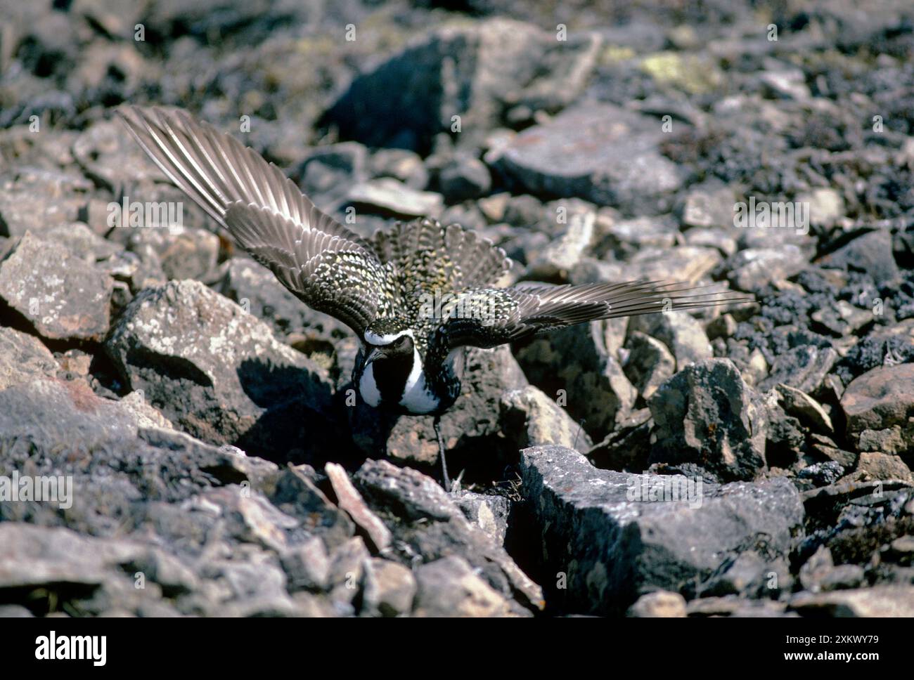 Golden Plover - affichage de distraction Banque D'Images