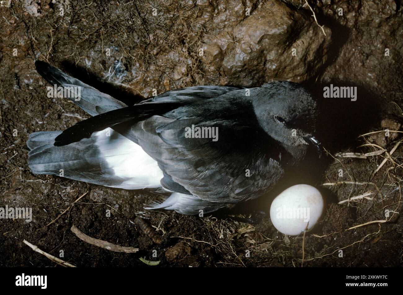 Storm Petrel - au nid incubation des œufs Banque D'Images