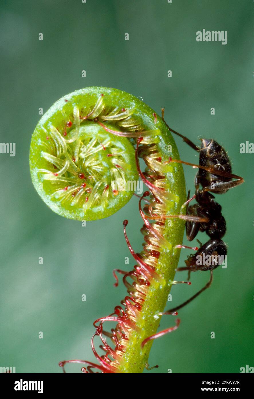 Black Garden Ant - sur la boucle du soleil Banque D'Images