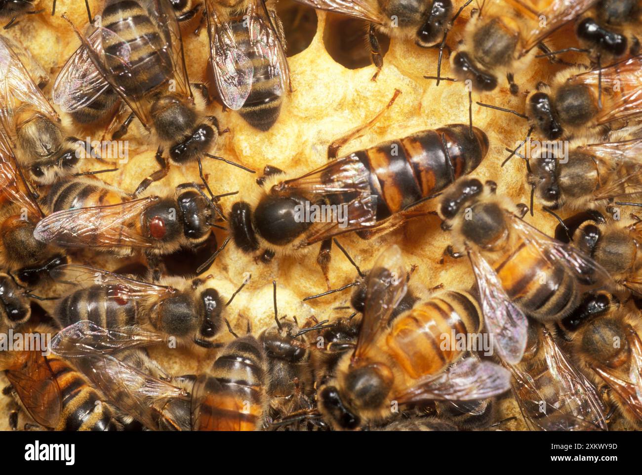 Queen Honeybee - ailes coupées, Banque D'Images