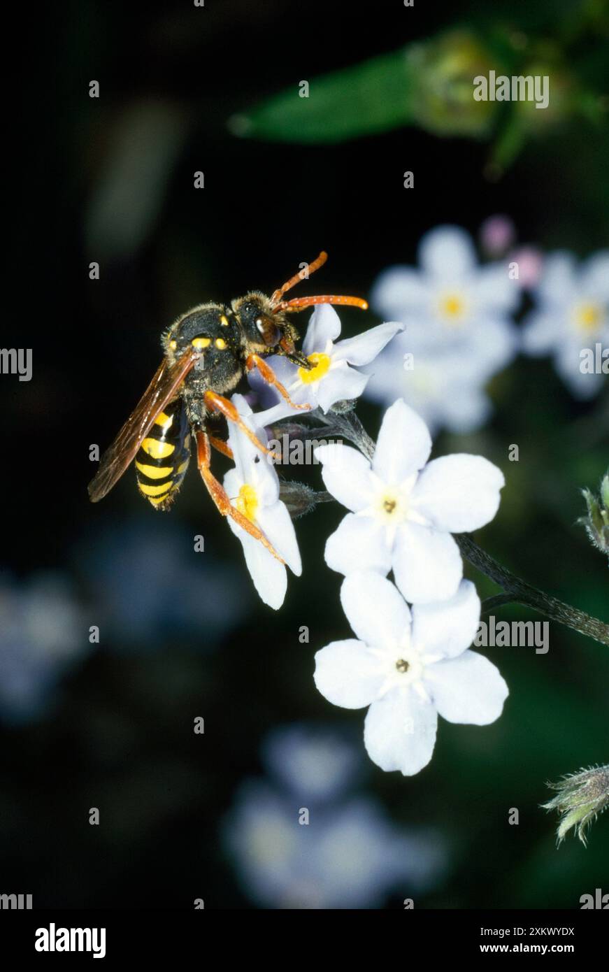 ABEILLE - guêpe imitant l'abeille collectant le pollen Banque D'Images