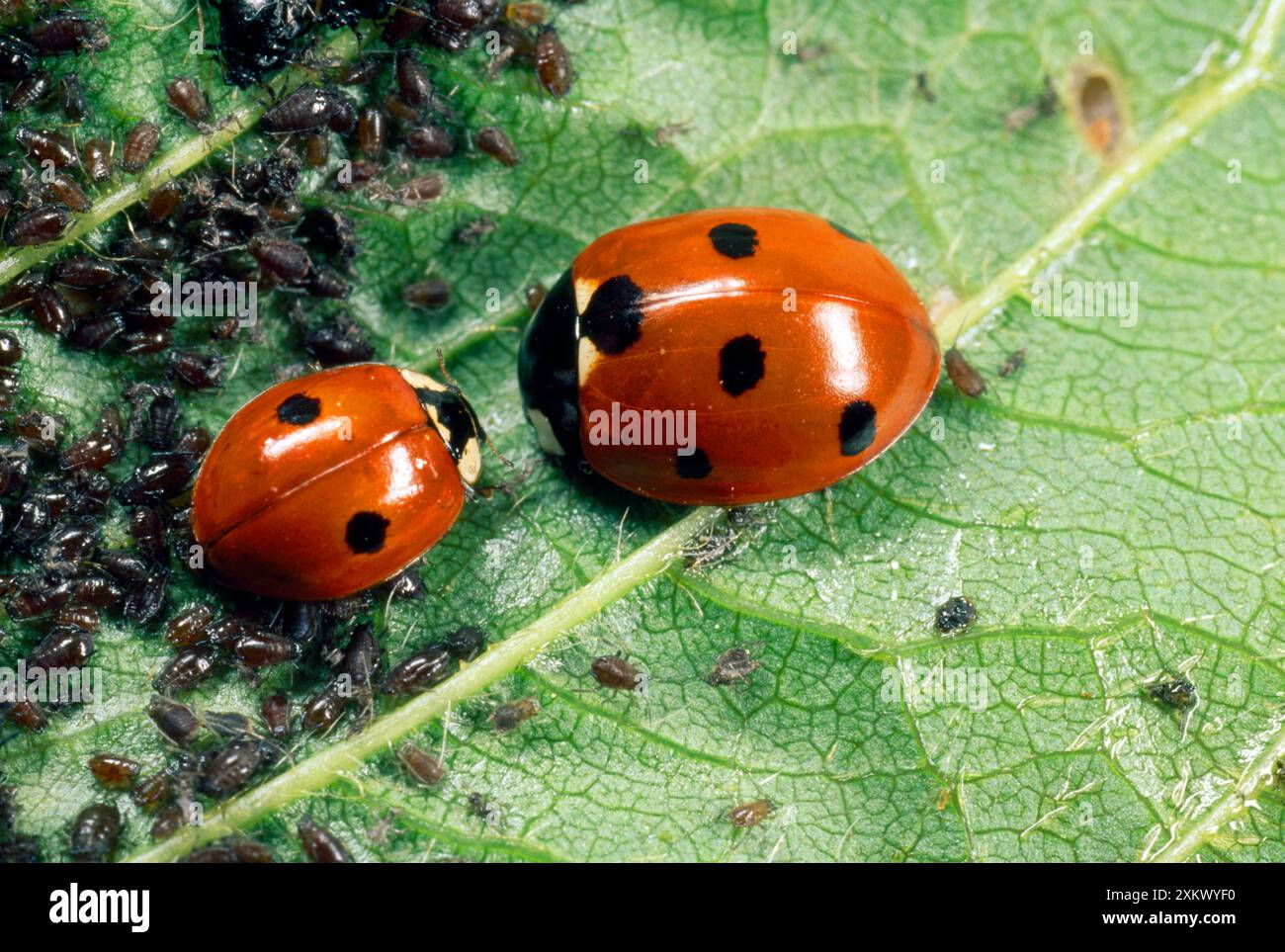 Coccinelles à 7 points - se nourrissant de pucerons Banque D'Images