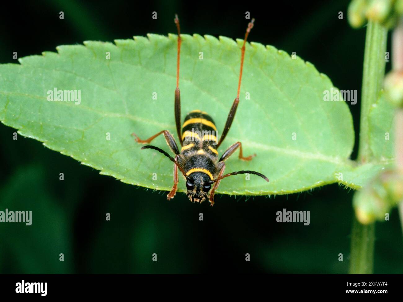 Guêpe imitant Beetle Banque D'Images