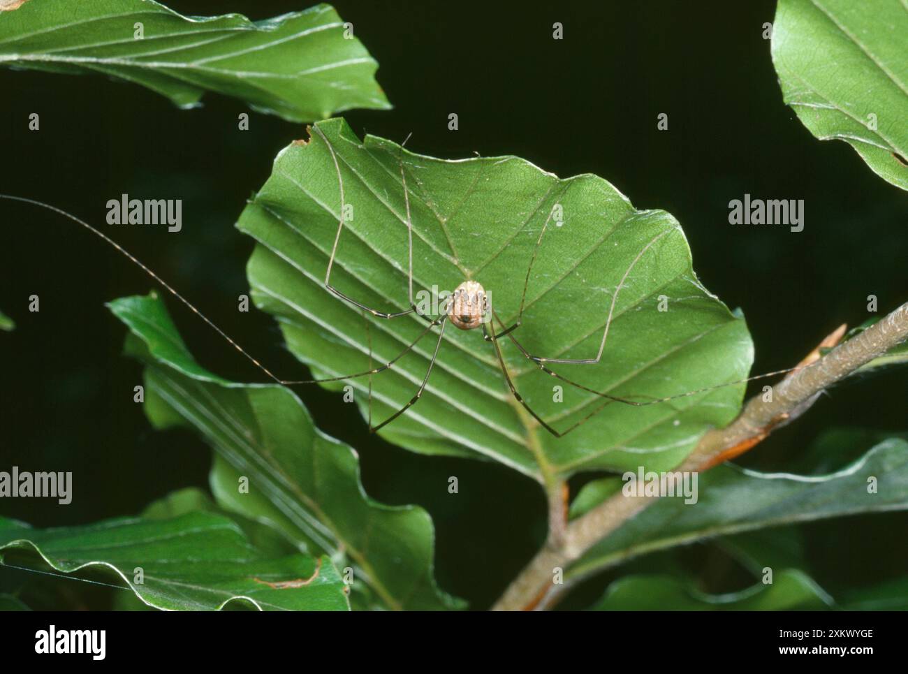 Harvestman Spider - sous la feuille de hêtre. Banque D'Images