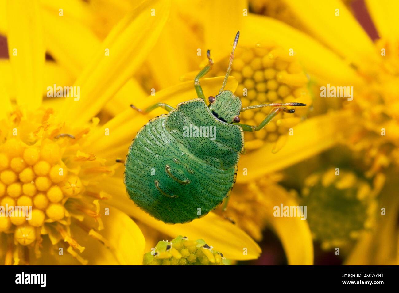 Bouclier / puant Bug Banque D'Images