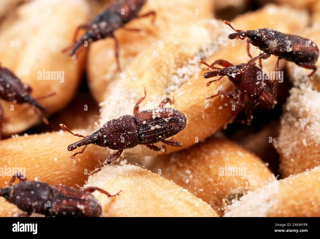 RIZ WEEVIL - infestation dans les grains de blé Banque D'Images