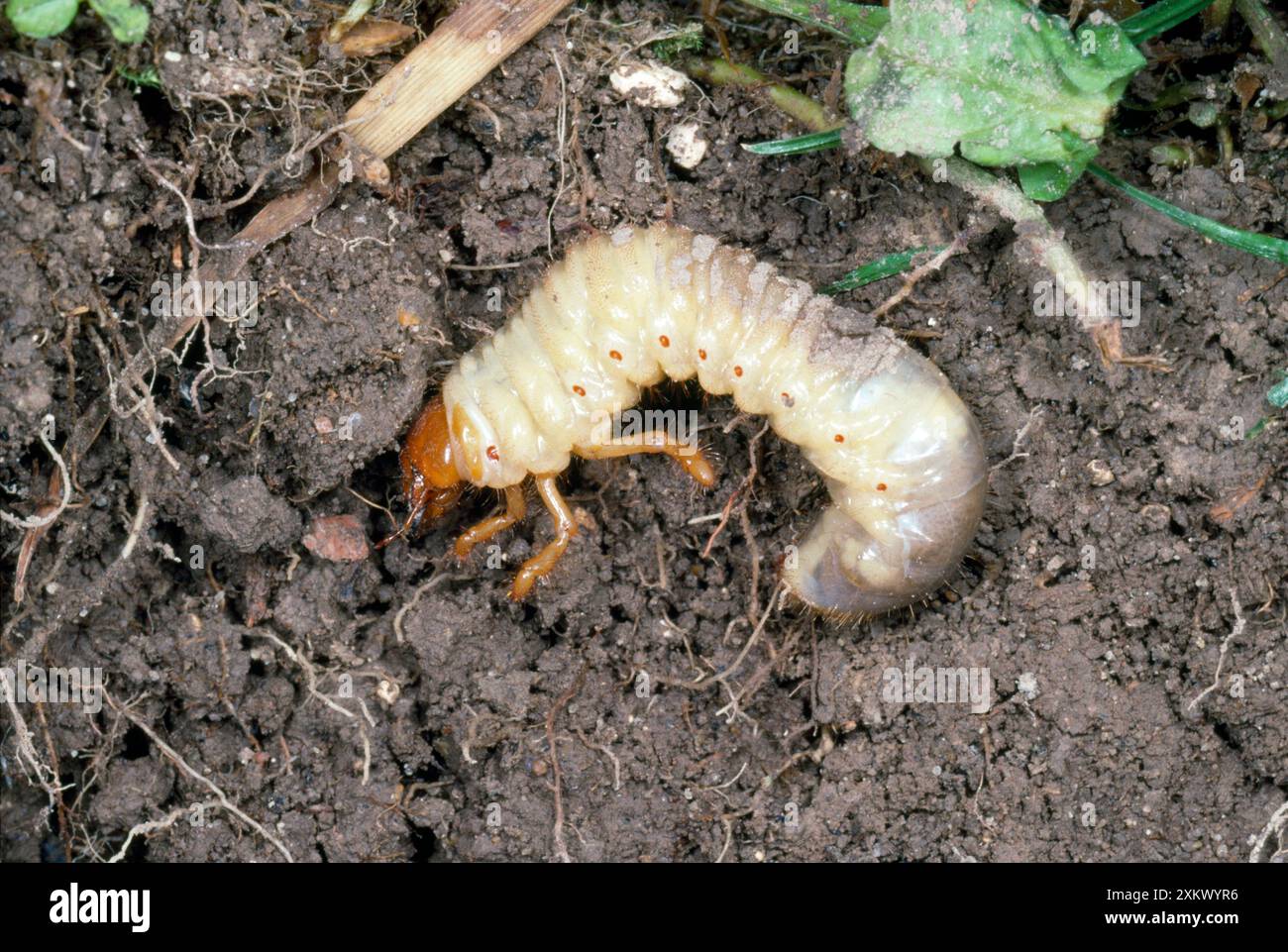 Larve de Cockchafer - dans le sol Banque D'Images