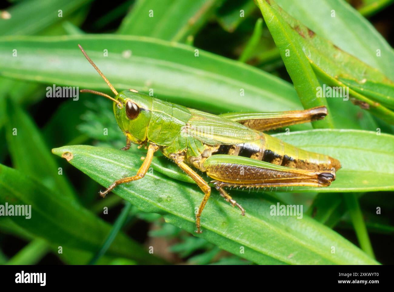 Grasshopper vert commun - nymphe Banque D'Images