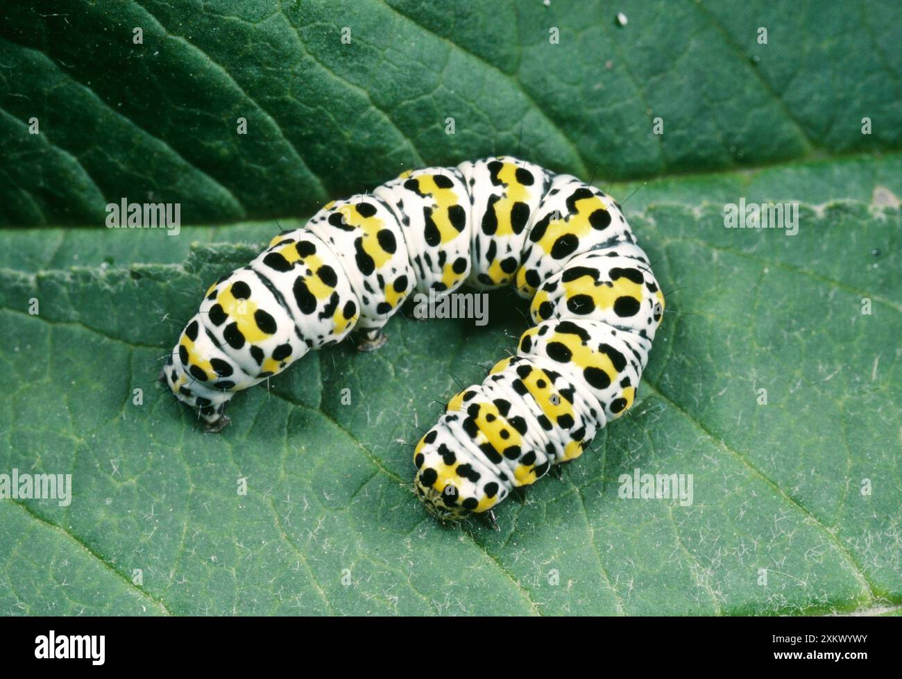 Mulein Moth - chenille sur feuille Banque D'Images