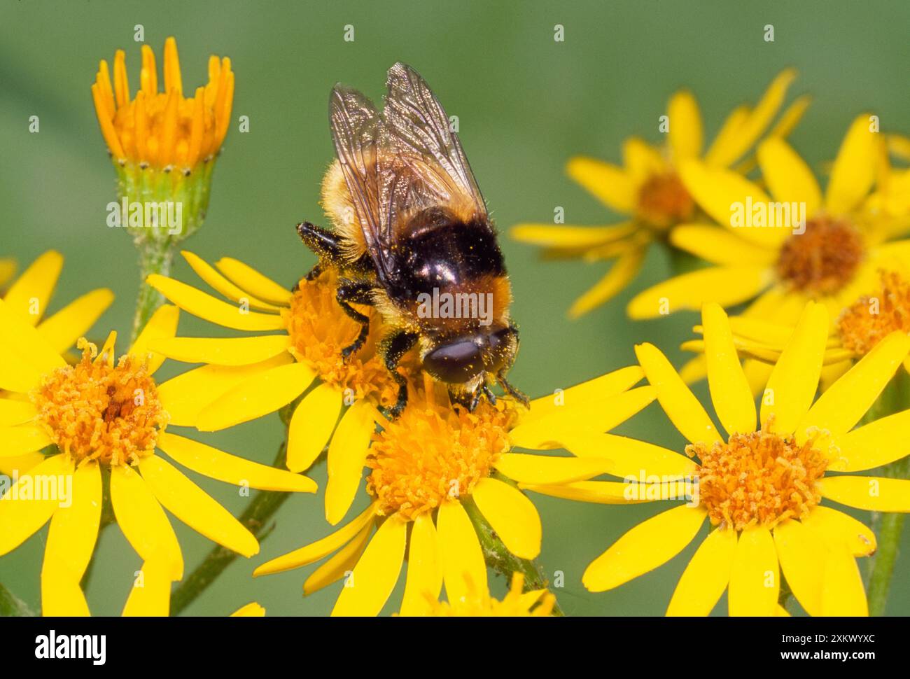 Narcissus Fly - mime d'abeille sur Ragwort Banque D'Images