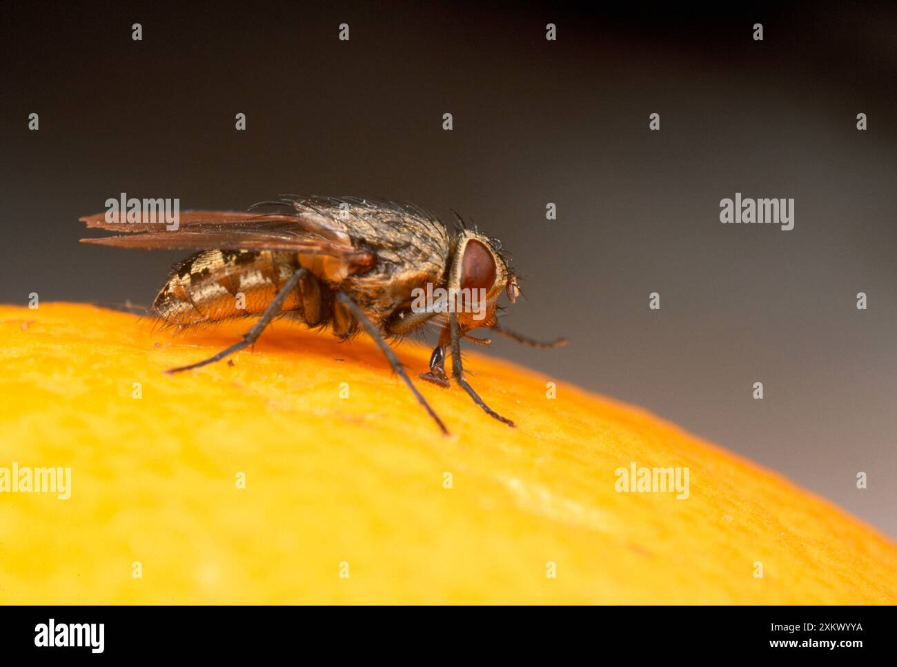 Maison / Cluster Fly - sur orange Banque D'Images