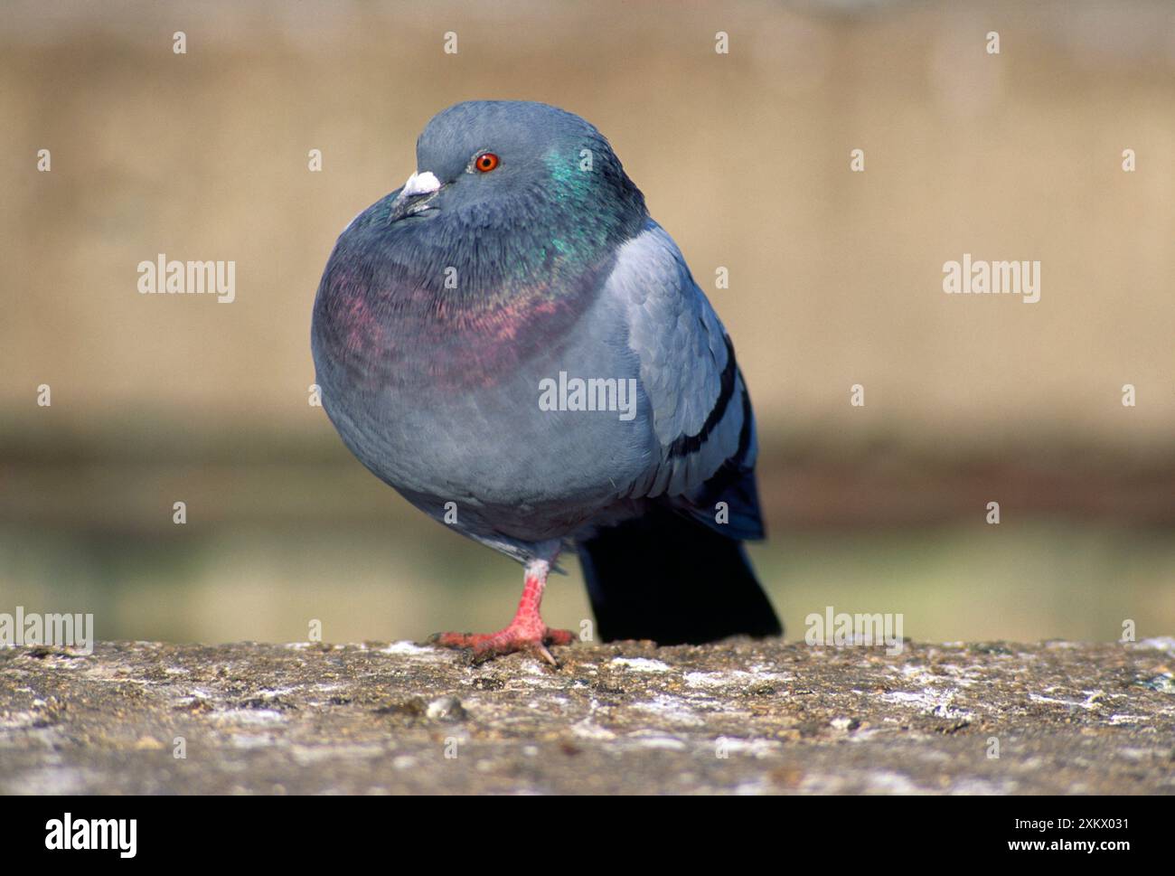 Urban Pigeon - avec une seule jambe Banque D'Images