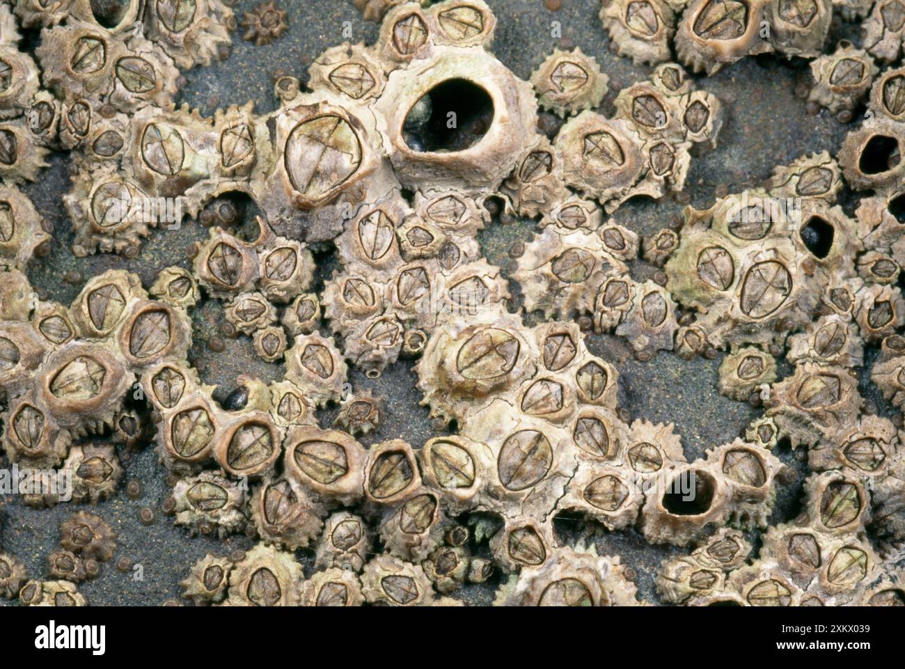 Rocky Shore Barnacles Banque D'Images