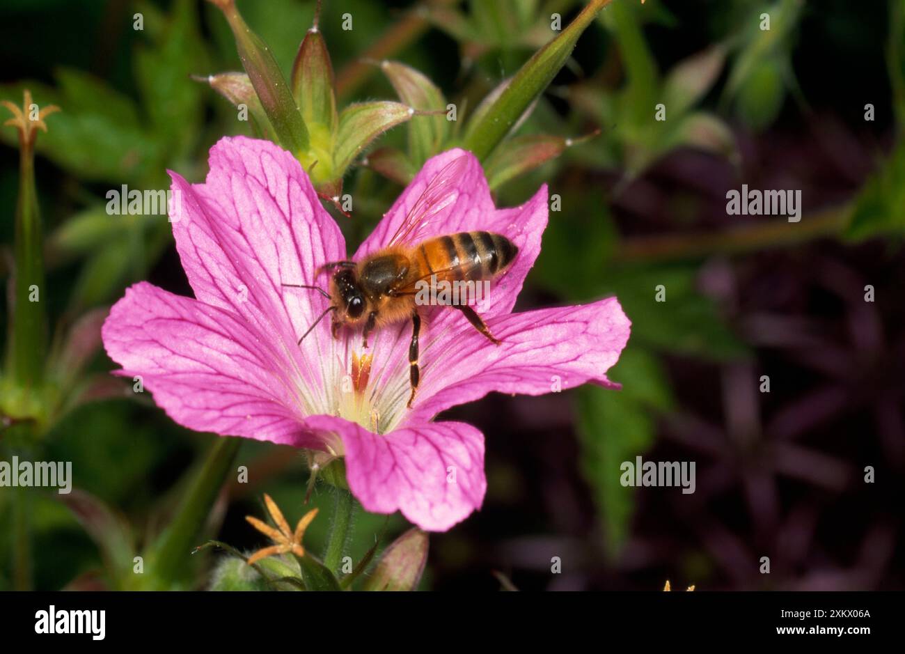 Honeybee - collecte de pollen Banque D'Images