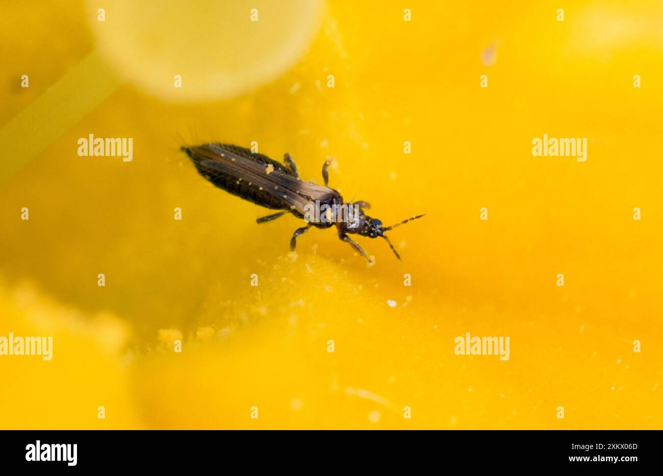 Thrips - 1,5 mm de longueur, dans le jardin Banque D'Images