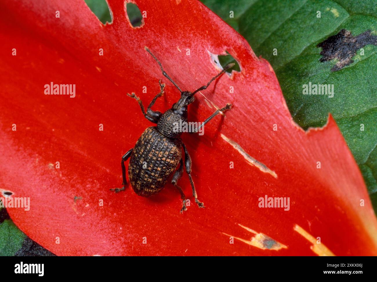 Vine Weevil - adulte, sur pétale rouge Banque D'Images