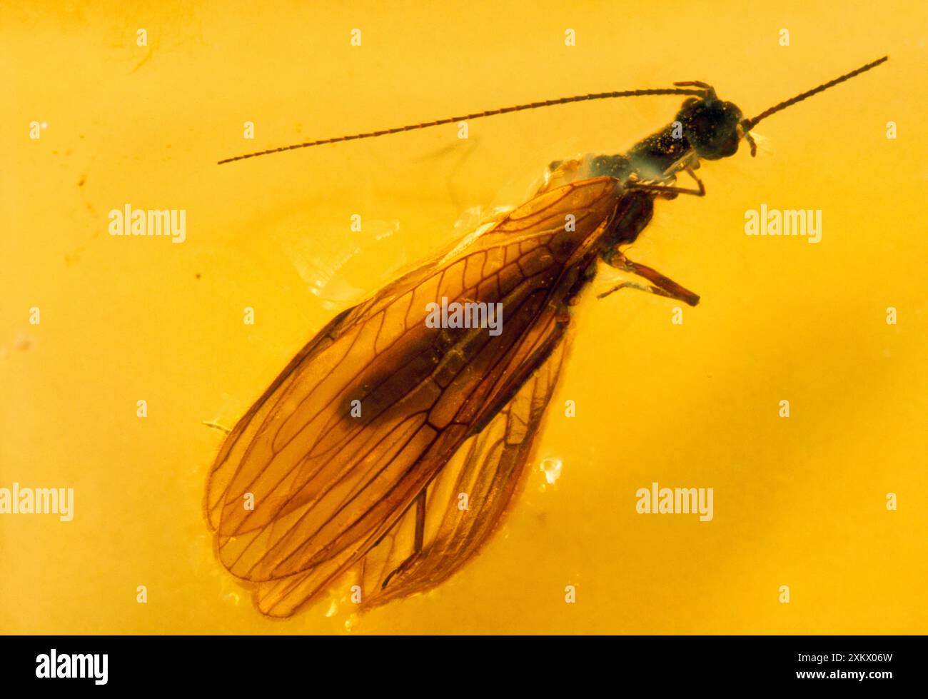 Stonefly (Plécoptère) noyé dans l'AMBRE Baltique Banque D'Images