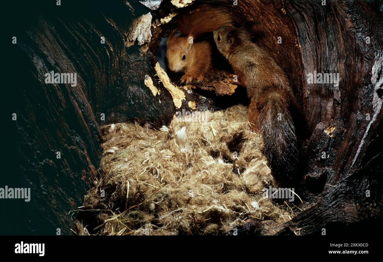 ÉCUREUIL rouge - paire dans le trou de nid dans l'arbre Banque D'Images