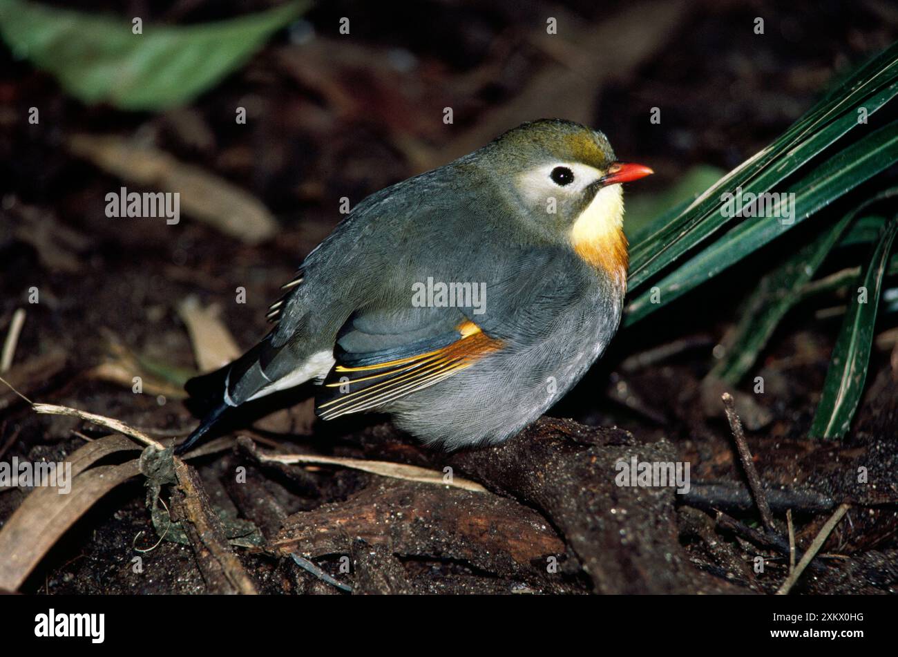 Pekin Robin / Red-billed Leiothrix Banque D'Images