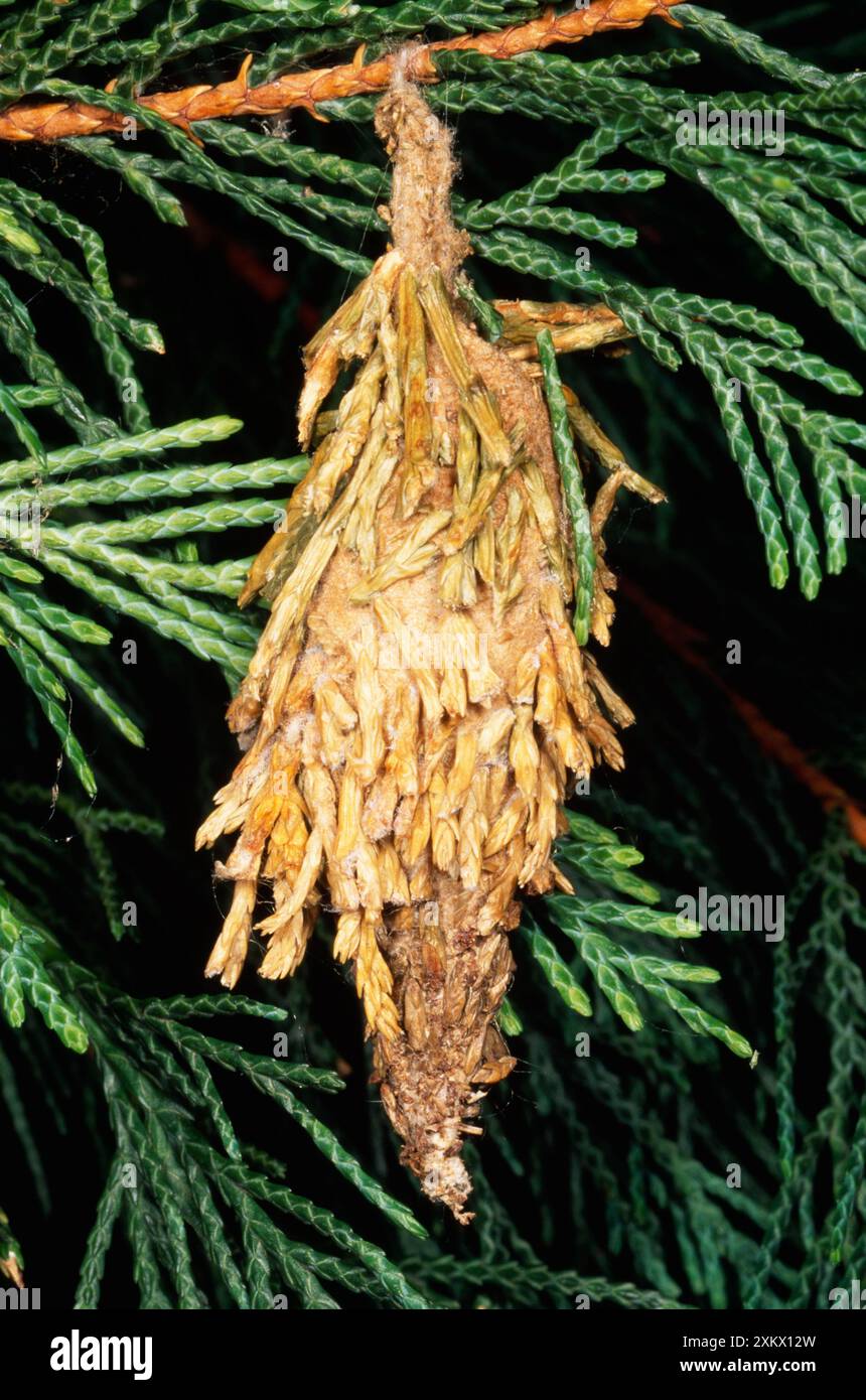 BagMOTH - mimétisme larvaire de Conifer Banque D'Images