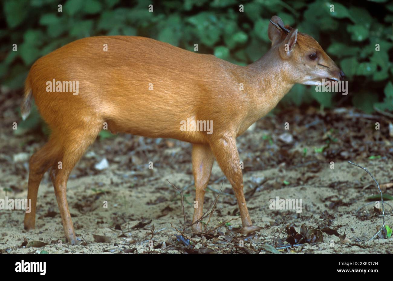 Rouge / Natal DUIKER Banque D'Images