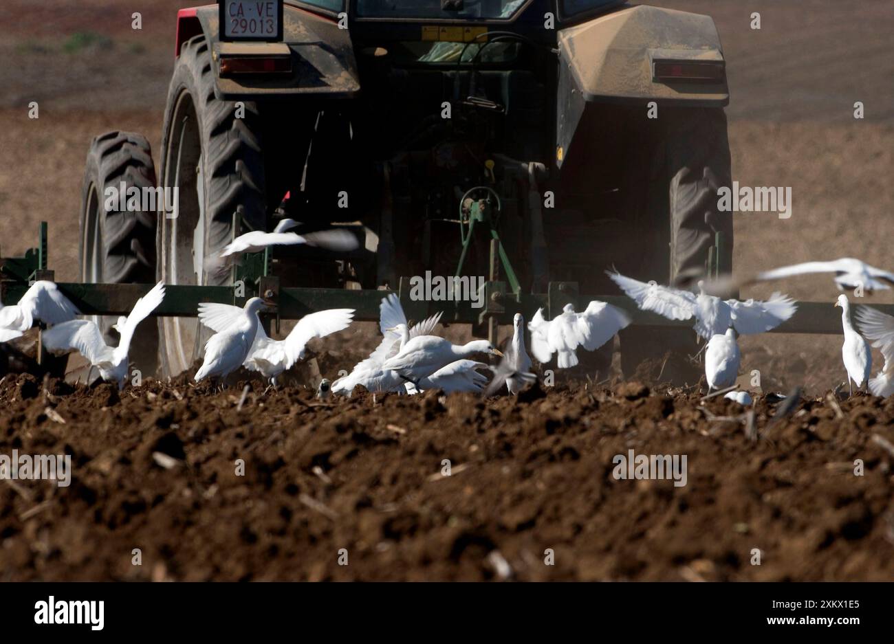 Aigrettes de bétail - après tracteur, novembre Banque D'Images