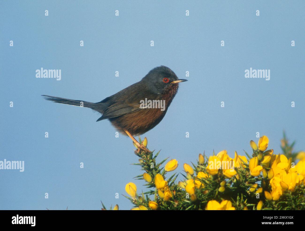 Dartford Warbler - perchée sur Gorse, avril Banque D'Images