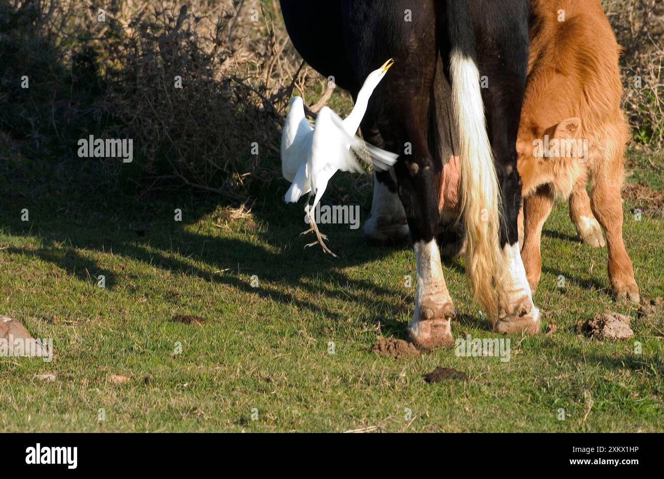 Aigrette bovine - cueillette des insectes des bovins, novembre Banque D'Images