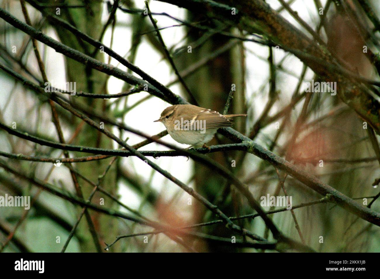 Humes sourcil jaune / Humes Leaf Warbler Banque D'Images