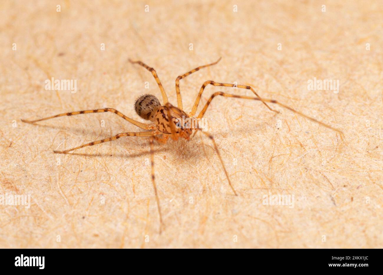 Spitting Spider - à l'intérieur d'une maison Banque D'Images