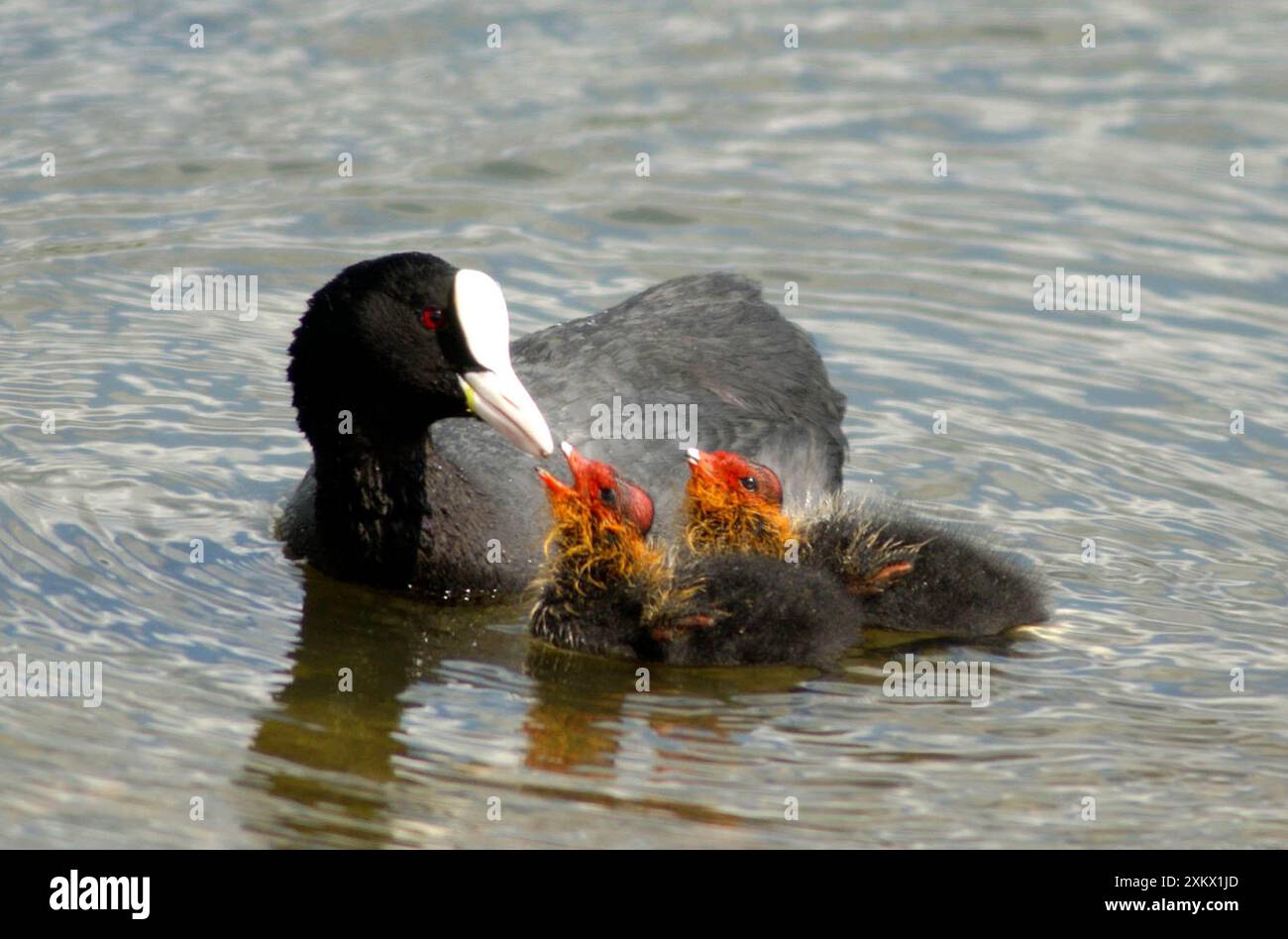 Adulte Coot - nourrir ses petits Banque D'Images