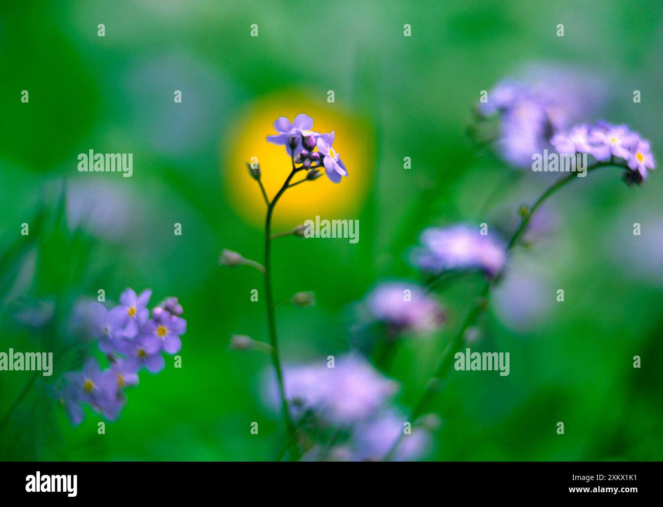 Oubliez-moi-pas - fleurs Banque D'Images