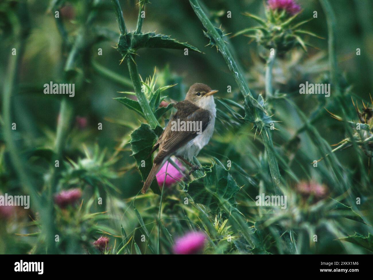 Paruline d'Olivaceous de l'est - mai Banque D'Images