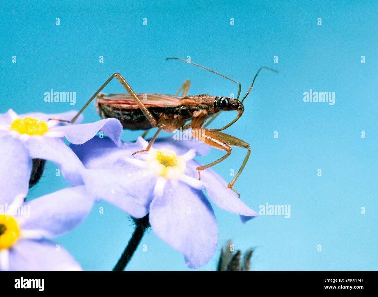 Assassin Bug - chasse sur les fleurs de Forget-me-not Banque D'Images