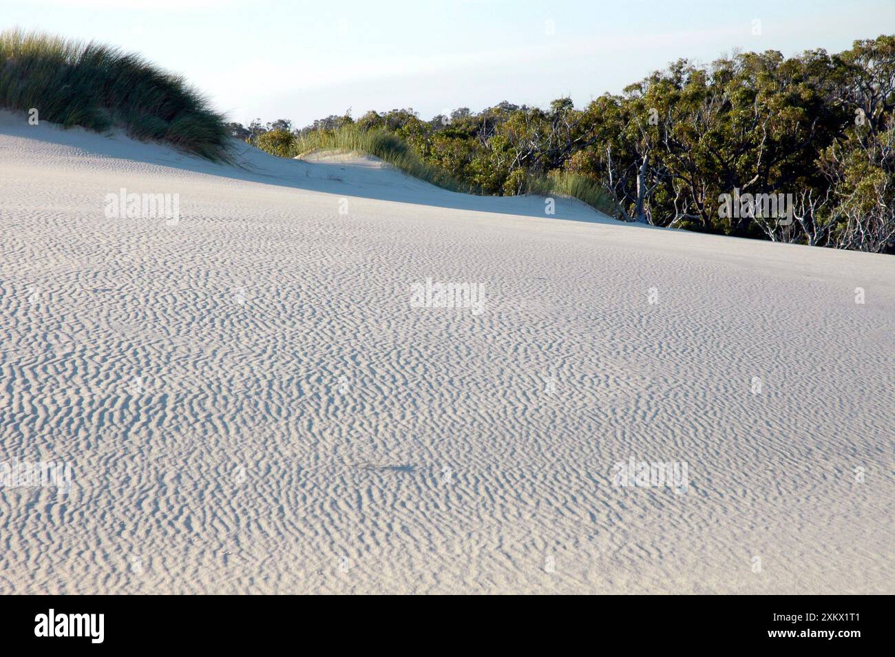 Yeagarup Dune, 10 kms de longueur, empiétant sur Banque D'Images