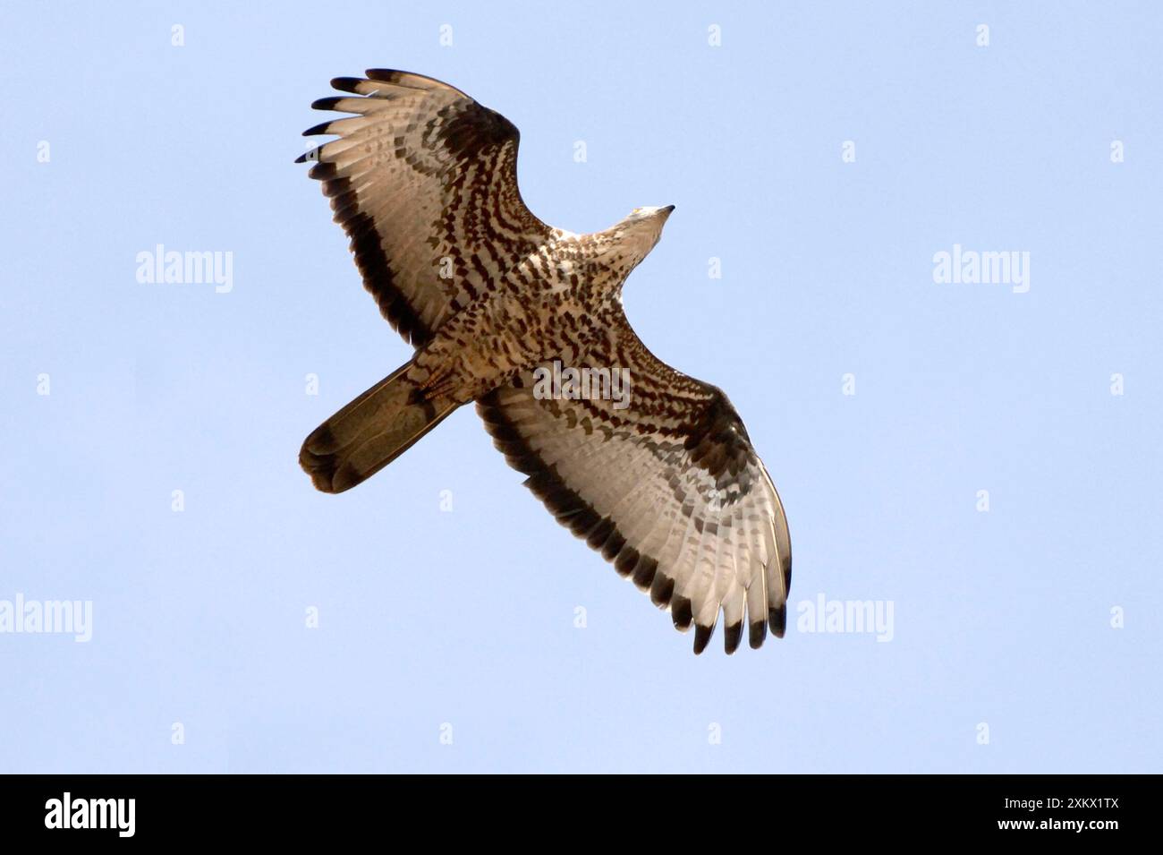 Honey Buzzard - sur la migration Banque D'Images