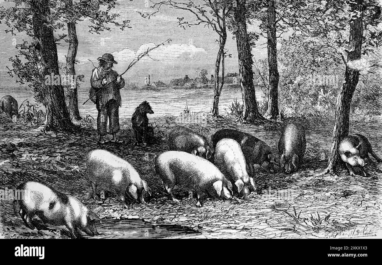 Illustration en noir et blanc : Pannage - porcs mangeant Banque D'Images