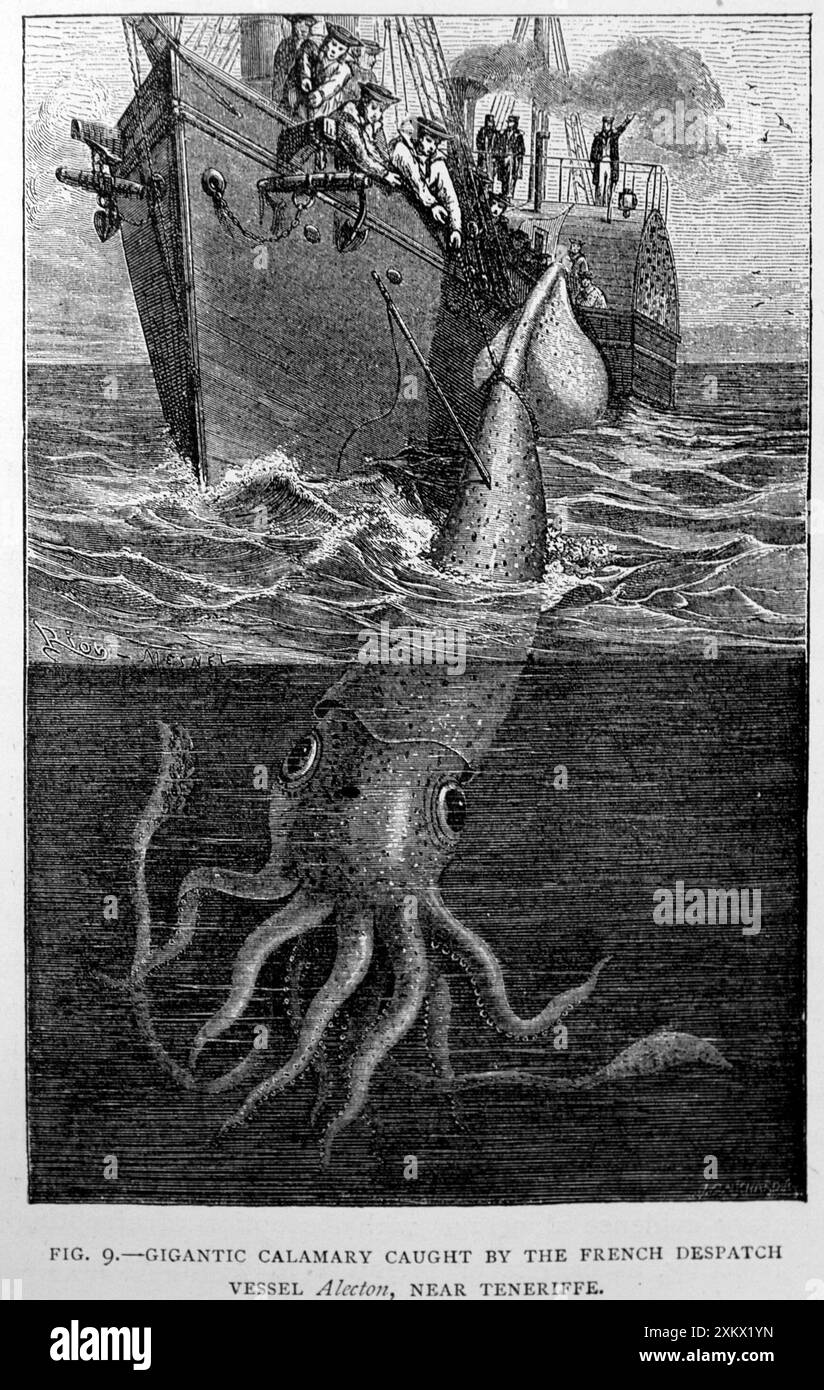 Illustration en noir et blanc : calmar géant - historique Banque D'Images