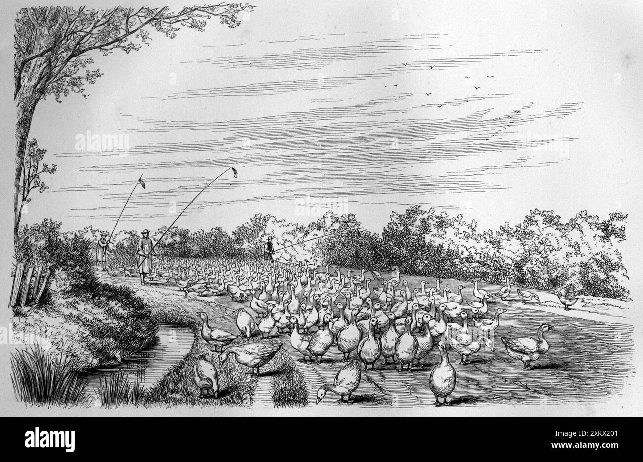 Illustration en noir et blanc : Lincolnshire gossards Banque D'Images