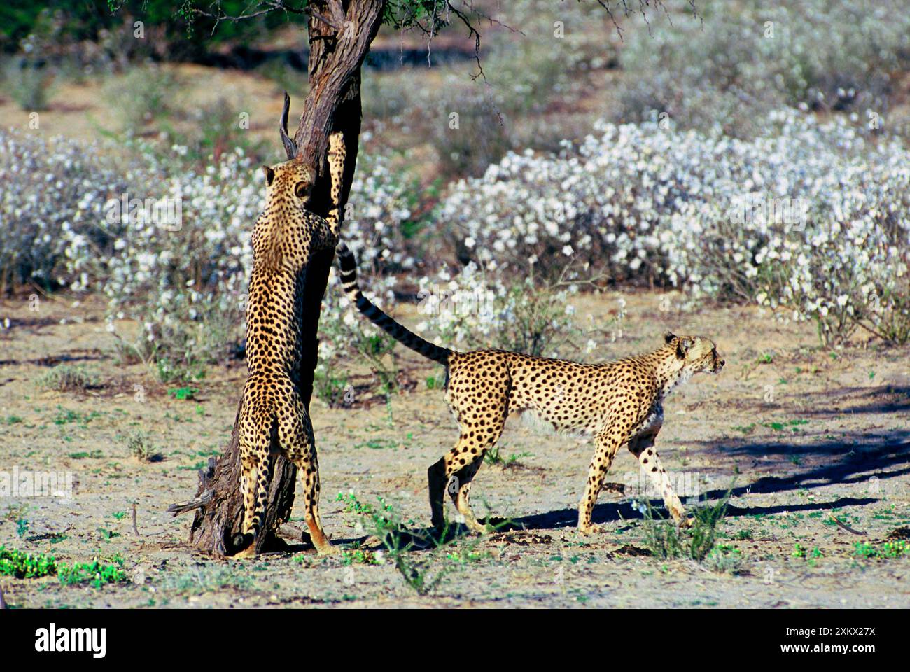 Guépard - Coalition de deux guépards masculins Banque D'Images