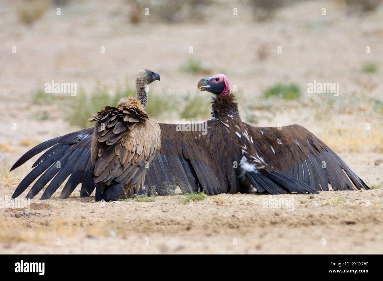 Vulture à face de Lappet - ailes déployées avec dos blanc Banque D'Images